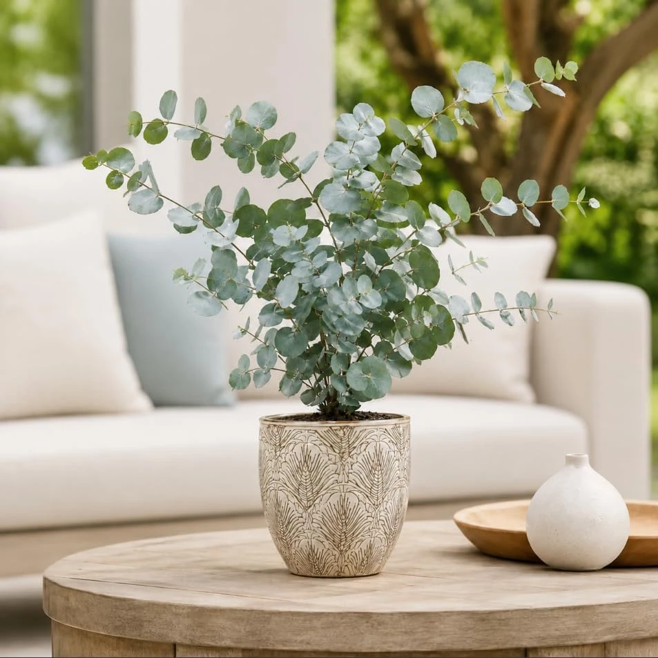 Silver Dollar Eucalyptus Plant Live, Fragrant Baby Blue, 5-8 Inch Tall, 5 Inch Pot - Image 1