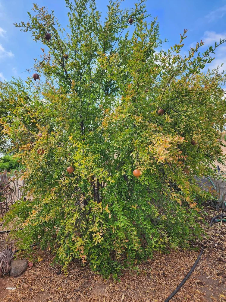 Sirenevyi Pomegranate Starter Plant - Cold Hardy Fruit Tree - Image 4