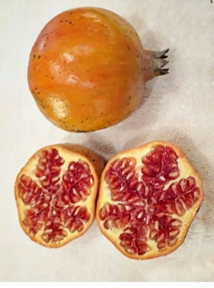 Sirenevyi Pomegranate Starter Plant - Cold Hardy Fruit Tree - Image 6
