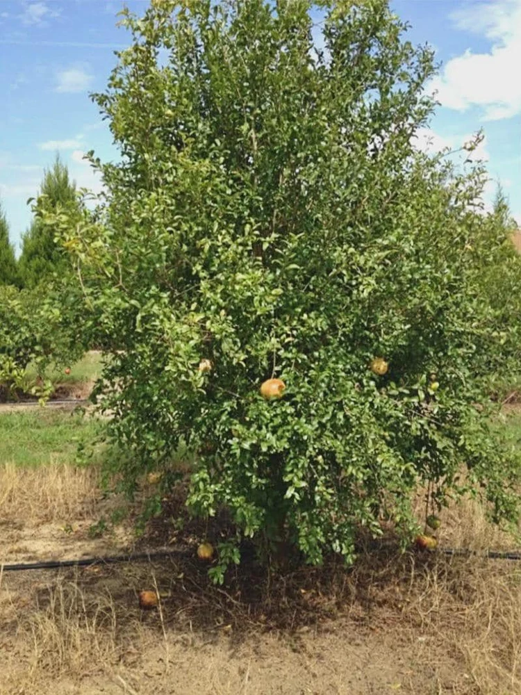 Sirenevyi Pomegranate Starter Plant - Cold Hardy Fruit Tree - Image 7