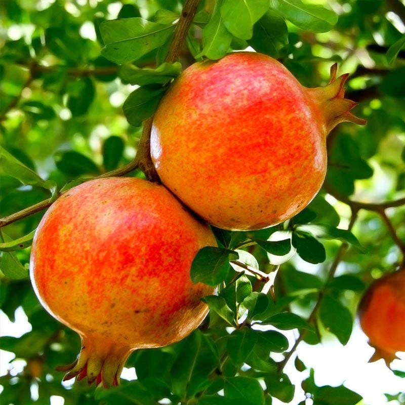 Sirenevyi Pomegranate Starter Plant - Cold Hardy Punica Granatum Live Plant - Image 1