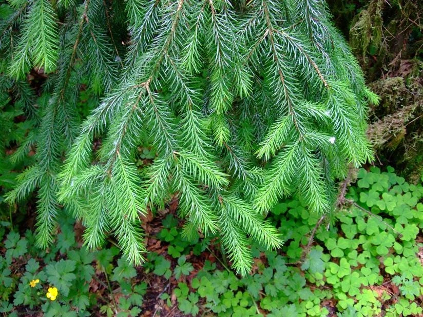 Sitka Spruce Live Tree - 6-12" Tall Starter Plant - Picea sitchensis - Image 1