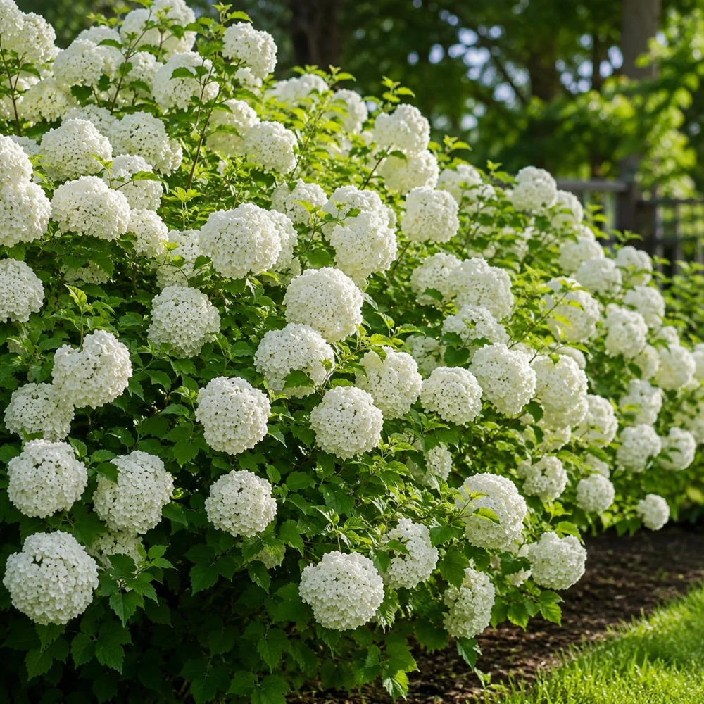 Snowball Viburnum Bush Live Plant, 2.5 Inch Pot, 6-12 Inch Tall, White Blooms - Image 1