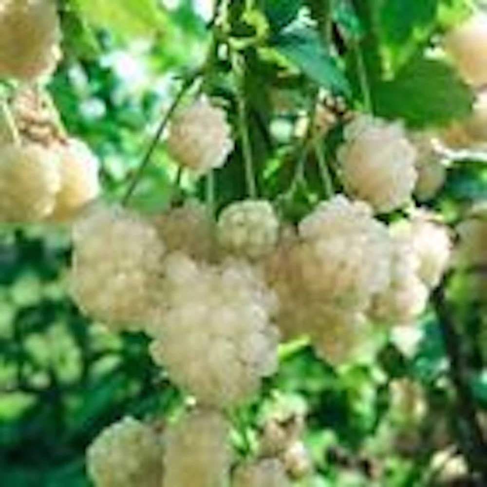 Snowbank Blackberry Live Plant - White Fruit Rubus Starter, Zones 5-9, Full Sun - Image 1