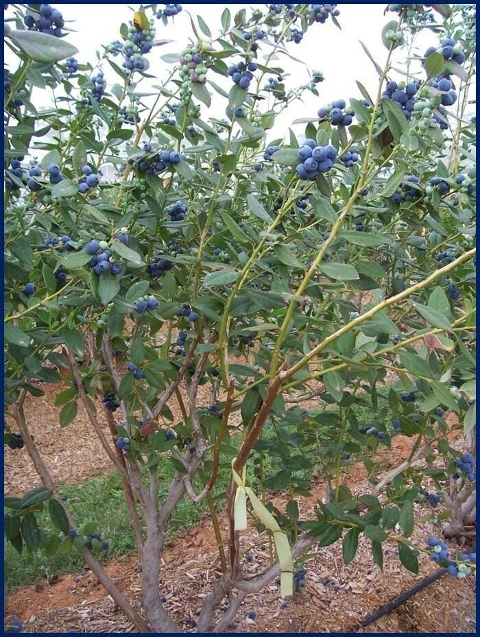 Snowchaser Blueberry Starter Plug - 10 Count Live Plant for Low-Chill Regions - Image 4