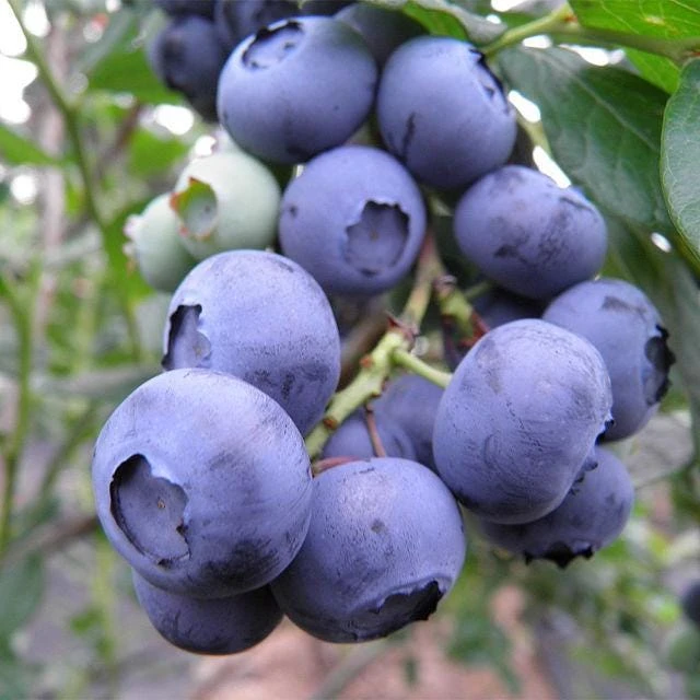 Snowchaser Blueberry Starter Plug - 10 Count Live Plant for Low-Chill Regions - Image 5