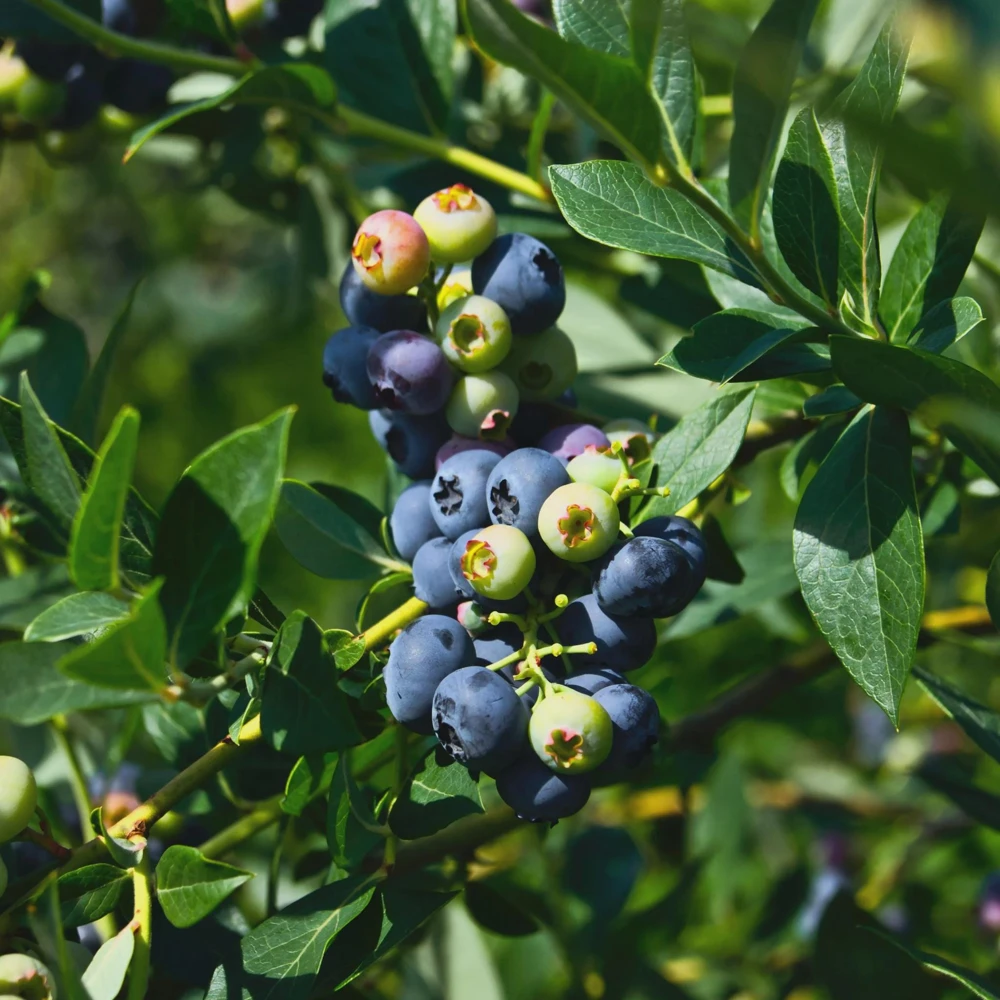 Snowchaser Blueberry Starter Plug - 10 Count Live Plant for Low-Chill Regions - Image 6