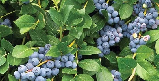 Snowchaser Blueberry Starter Plug - 10 Count Live Plant for Low-Chill Regions - Image 7