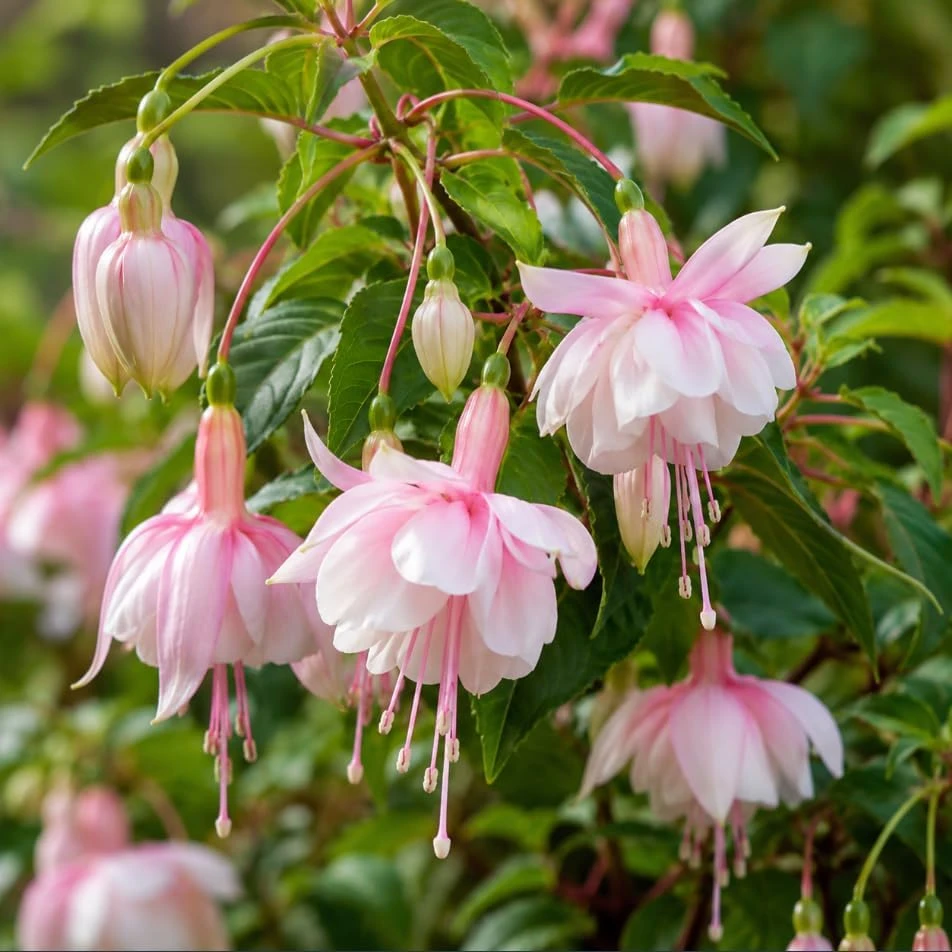 Soft Pink Fuchsia Live Plant, 4-6 inch Tall, 6 Inch Pot, Pink Flower Fuchsia Tree - Image 1