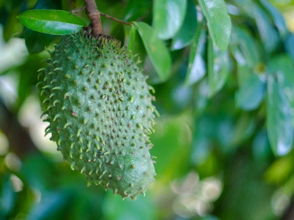 Soursop Tree Starter Plug 6-12" - Annona muricata Live Plant Tropical Fruit - Image 1