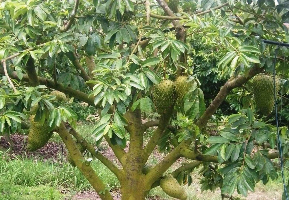 Soursop Tree Starter Plug 6-12" - Annona muricata Live Plant Tropical Fruit - Image 3
