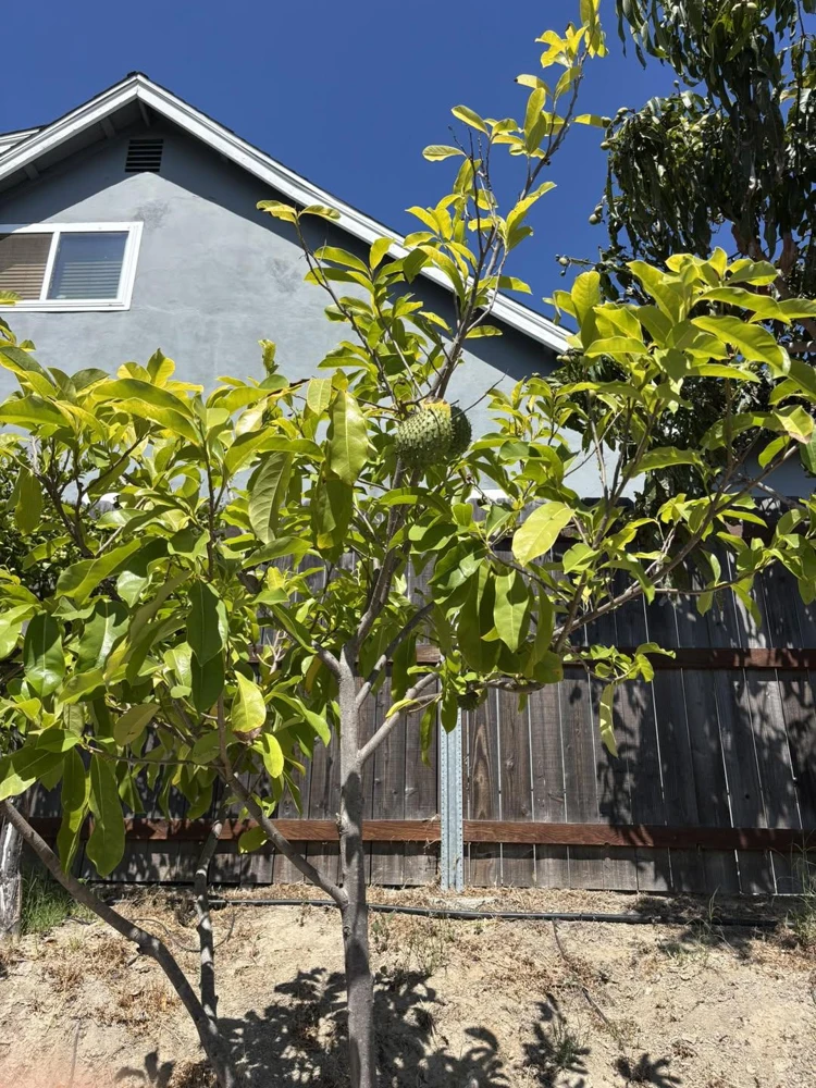 Soursop Tree Starter Plug 6-12" - Annona muricata Live Plant Tropical Fruit - Image 6