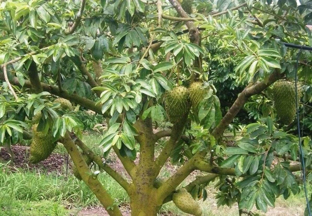 Soursop Tree Starter Plug 6-12" - Annona muricata Live Plant Tropical Fruit - Image 7