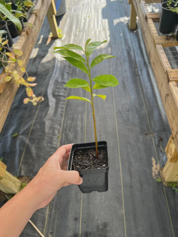 Soursop Tree Starter Plug 6-12" - Annona muricata Live Plant Tropical Fruit - Image 8
