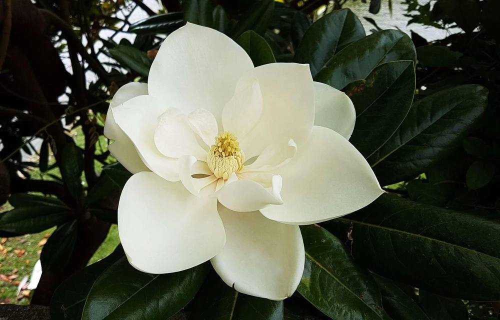 Southern Magnolia Tree Live Plant 12-24" Tall - Magnolia grandiflora - Quart Pot - Image 1