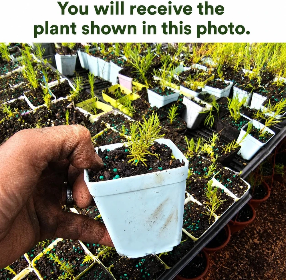 Spanish Lavender Live Plant โ Perennial Fragrant Flower โ 2-4 Inch Tall, 3 Inch Pot - Image 2