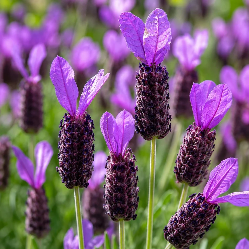 Spanish Lavender Live Plant โ Perennial Fragrant Flower โ 2-4 Inch Tall, 3 Inch Pot - Image 3