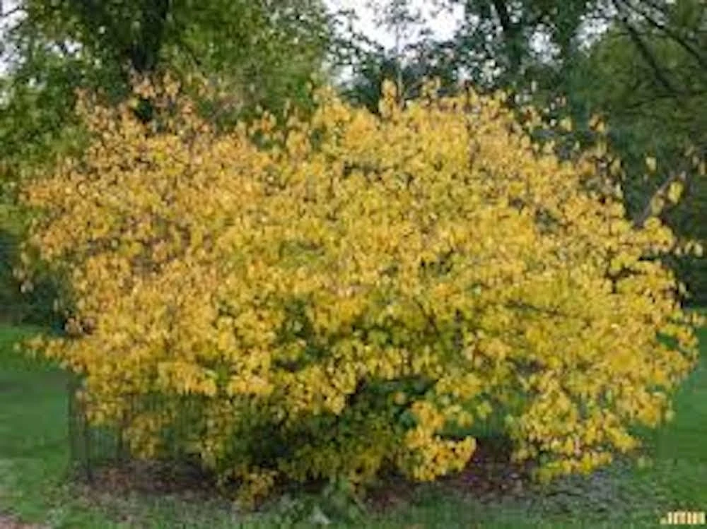 Spice Bush Live Plant Lindera benzoin 6-12" Starter Shrub Quart Pot Outdoor - Image 2
