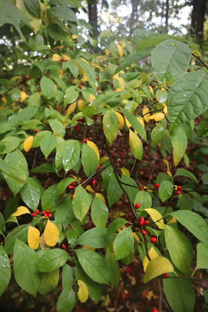 Spice Bush Live Plant Lindera benzoin 6-12" Starter Shrub Quart Pot Outdoor - Image 7