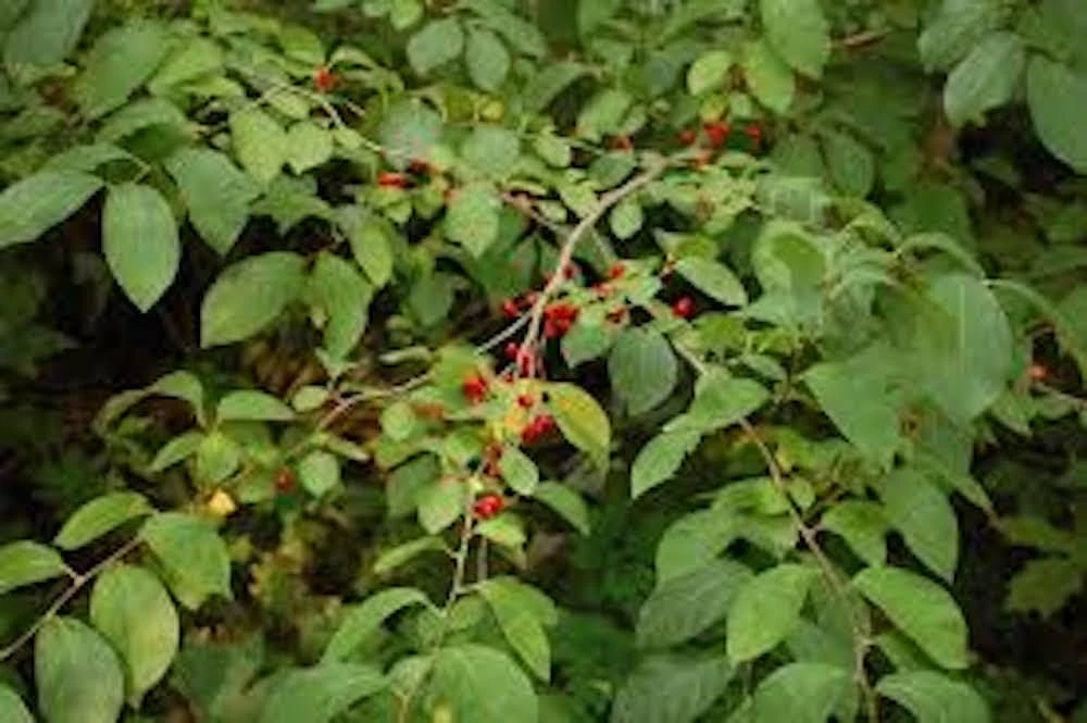 Spice Bush Live Plant - Lindera benzoin - 8-18" Starter Shrub, Quart Pot - Image 8