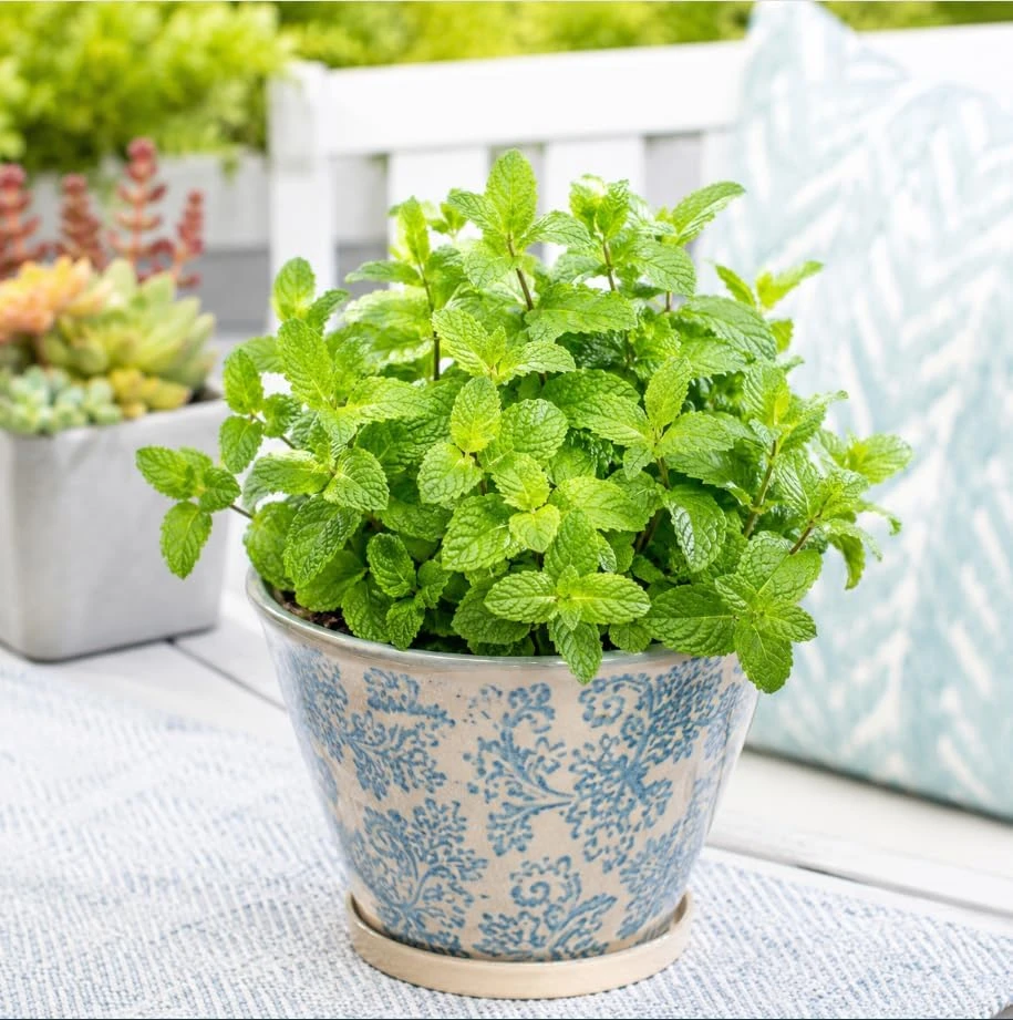 Strawberry Mint Live Plant – 2-4 Inch Tall – Fragrant Herb for Garden & Culinary Use - Image 1
