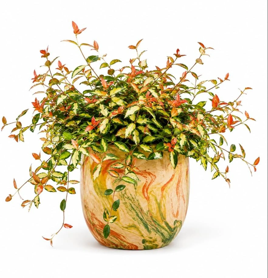 Summer Sunset Jasmine Live Plant - Colorful Groundcover Vine - 3-5 Inch Tall - Image 1