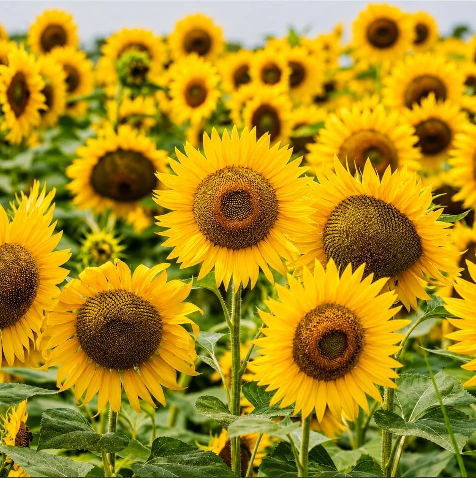 Sunflower Live Plant - Yellow Blooms, 2-5 Inch Tall Seedling in Pot, Outdoor Garden - Image 1