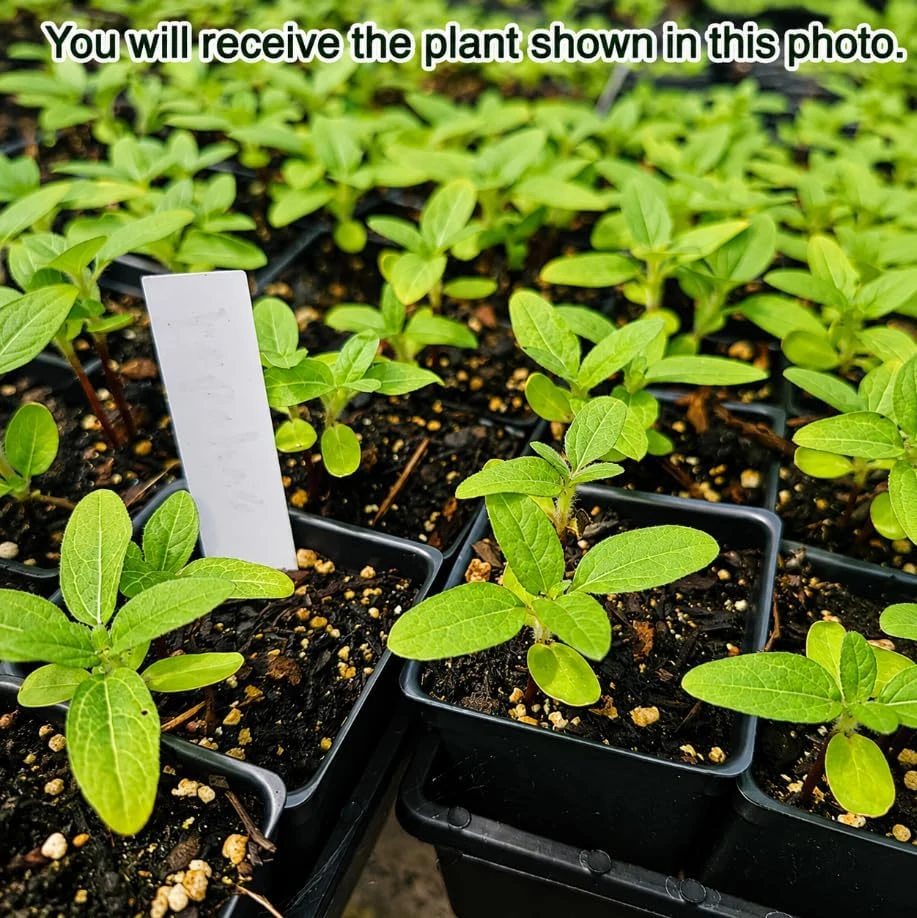 Sunflower Live Plants, Set of 2, Yellow Blooms, 2-5 Inch Tall, Potted - Image 2