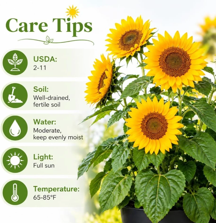 Sunflower Live Plants, Set of 2, Yellow Blooms, 2-5 Inch Tall, Potted - Image 4