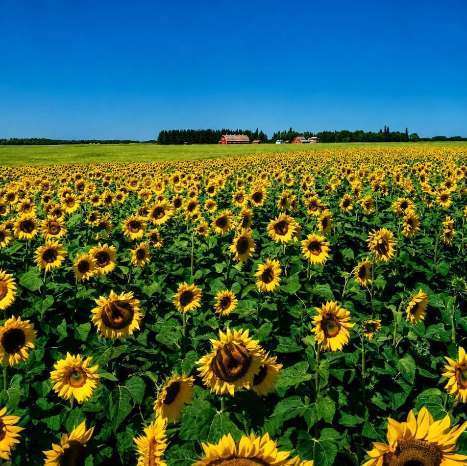 Sunflower Live Plants, Set of 2, Yellow Blooms, 2-5 Inch Tall, Potted - Image 7