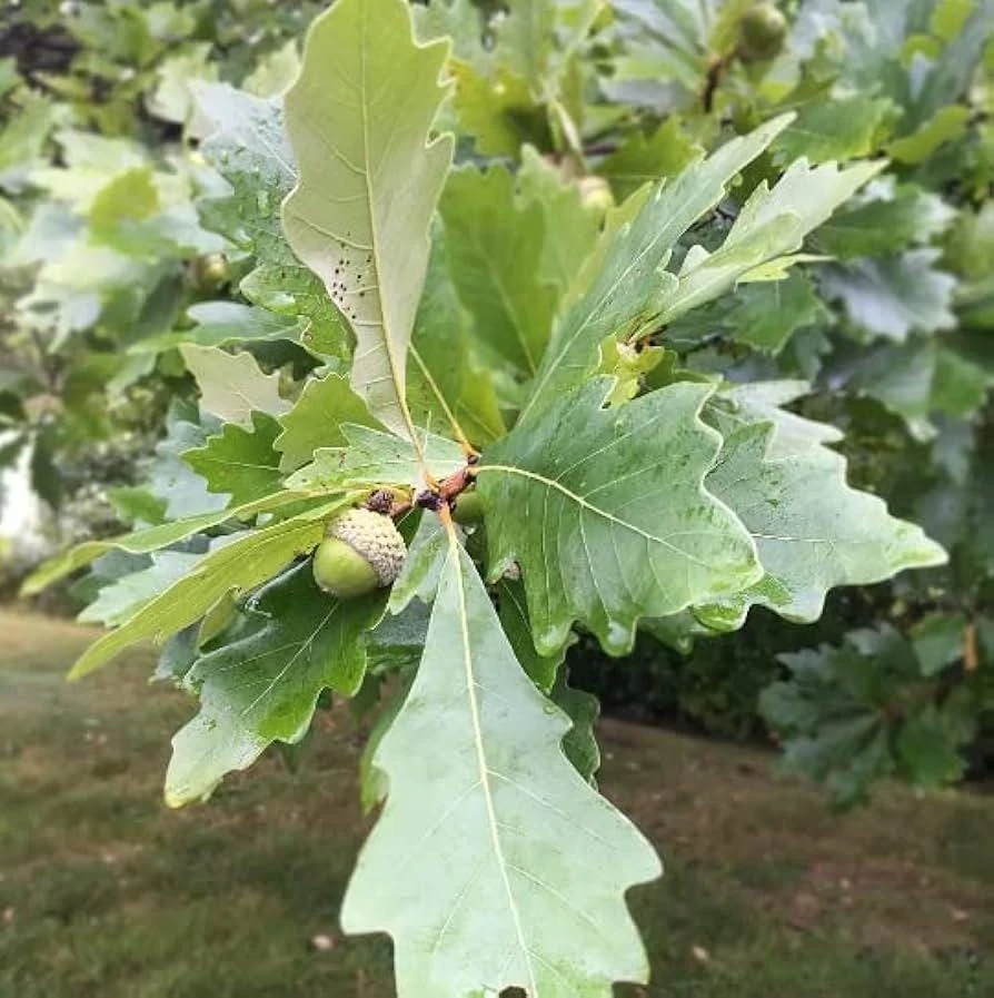 Swamp White Oak Tree Live Plant - Quercus bicolor - 12-24 inch Starter Plant in Quart Pot - Image 1