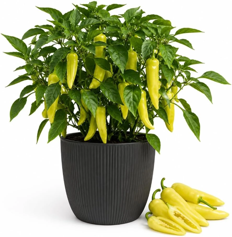 Sweet Banana Pepper Live Plant - 2 Seedlings in 4 Inch Pot, 3-5 Inches Tall, Yellow for Outdoor Gardens - Image 1