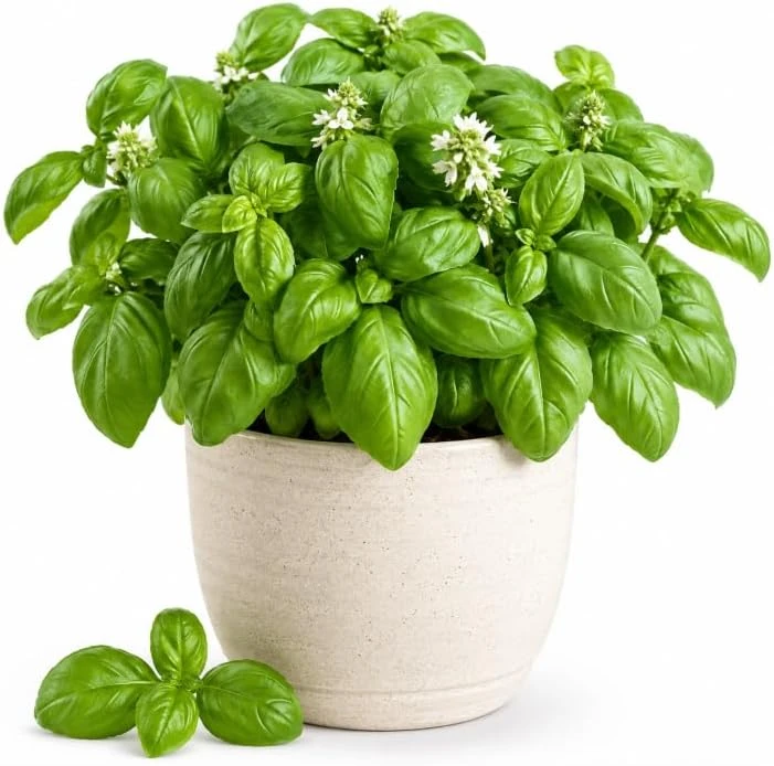 Sweet Basil Live Plant - 2 Per Pot, 4-6 Inch Tall Herb Plants for Indoor/Outdoor - Image 1