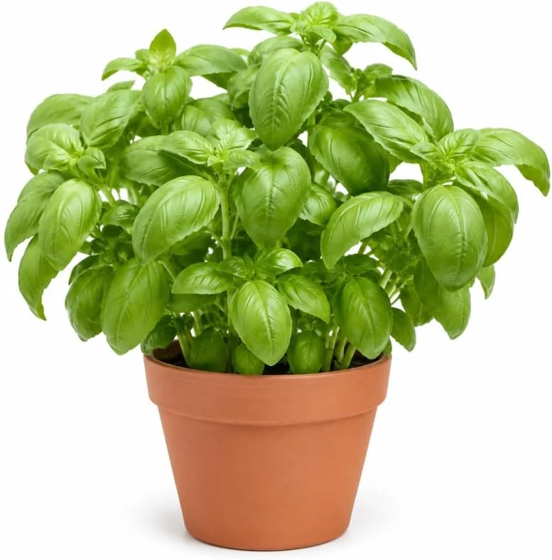 Sweet Basil Live Plant – 2 Plants in 4 Inch Pot, 3-5" Tall, Culinary Herb - Image 1