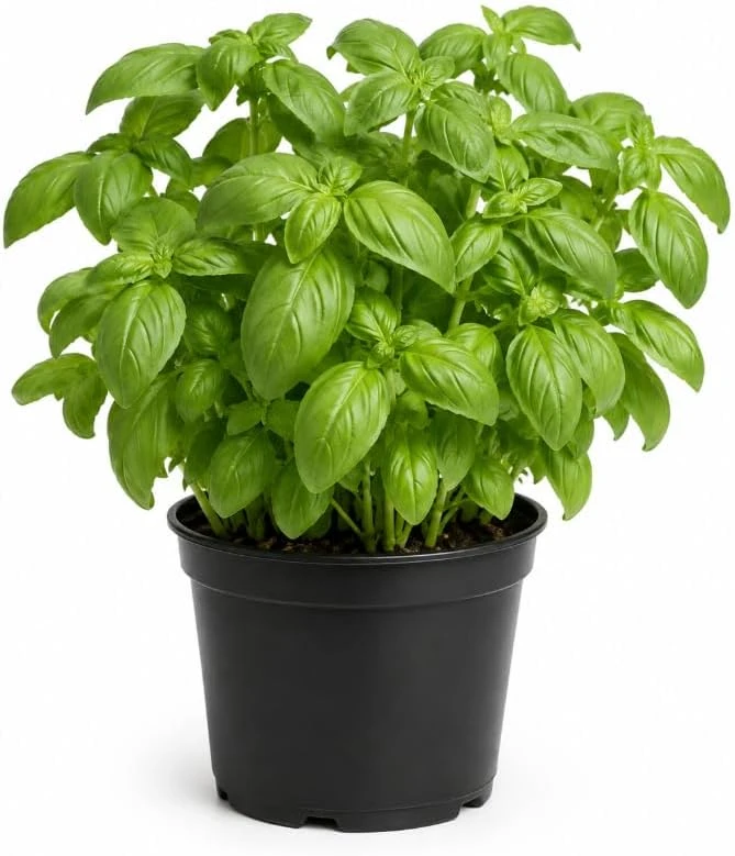 Sweet Basil Live Plant, 7-10 Seedlings, 3-5 Inches Tall, 4 Inch Pot, Culinary Herb - Image 1