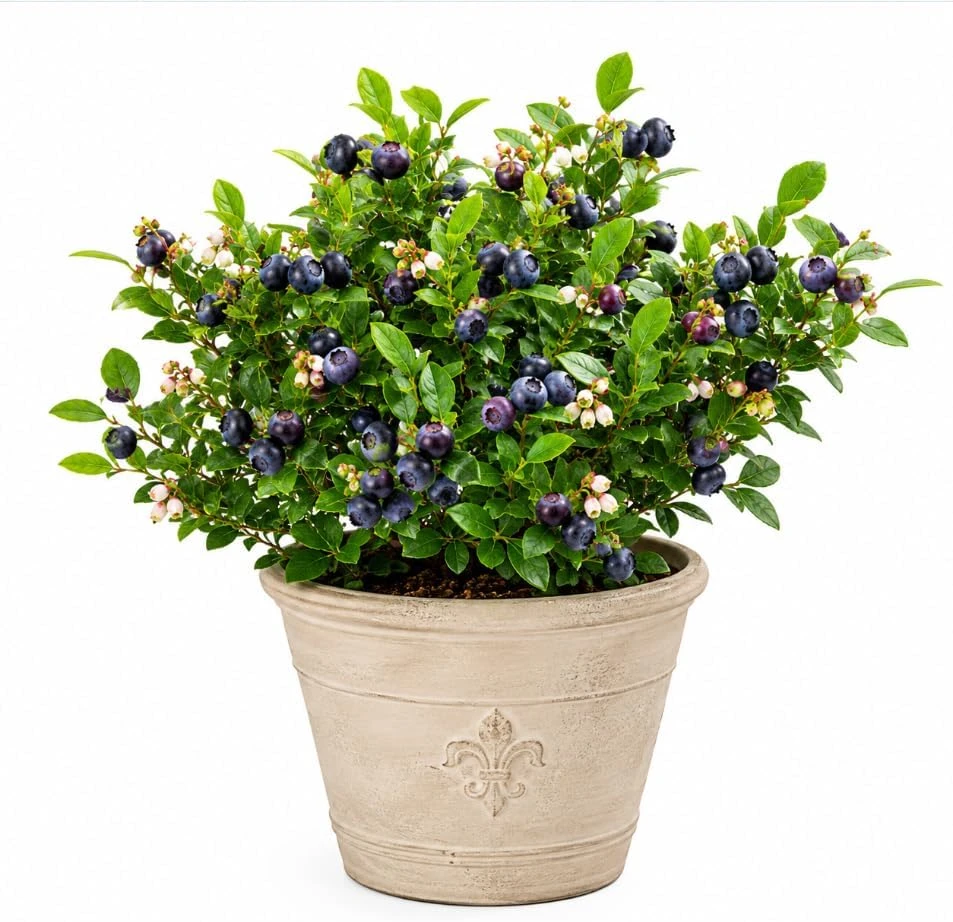 Sweet Black Huckleberry Live Plant Bush – Outdoor Garden, 2-4 Inch Tall, 1.5 Inch Pot - Image 1