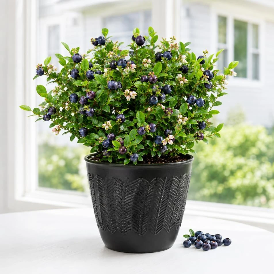 Sweet Black Huckleberry Live Plant for Outdoor Garden, 4-7 Inch Tall, 4 Inch Pot - Image 1