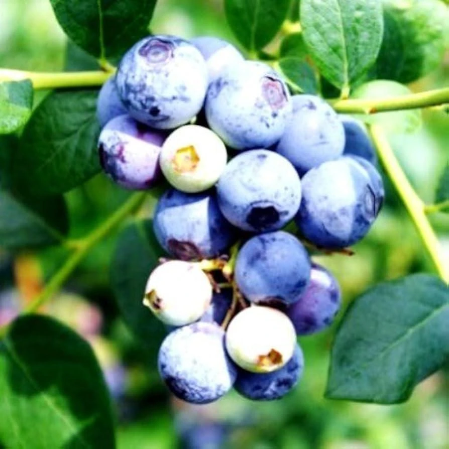 Sweet Crisp Blueberry Starter Plug - Vaccinium corymbosum - Live Plant - Image 2