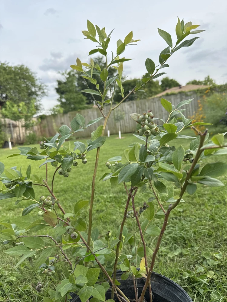 Sweet Crisp Blueberry Starter Plug - Vaccinium corymbosum - Live Plant - Image 3