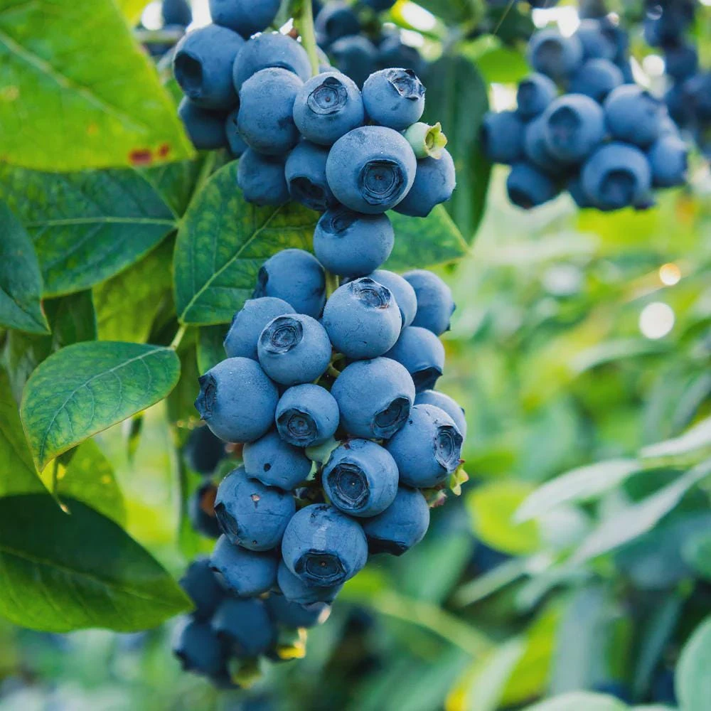 Sweet Crisp Blueberry Starter Plug - Vaccinium corymbosum - Live Plant - Image 1
