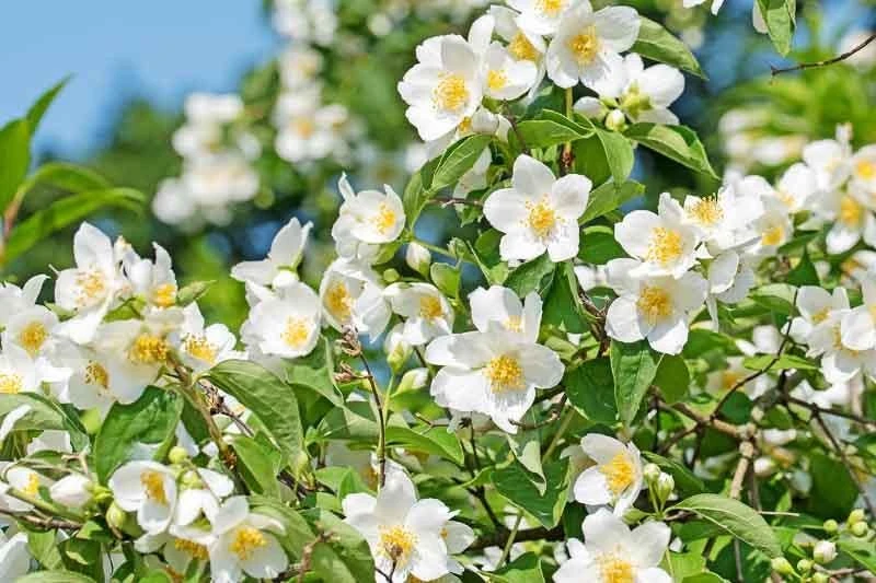 Sweet Mock Orange Live Plant – Philadelphus coronarius – 12-24" Tall Starter Shrub - Image 1