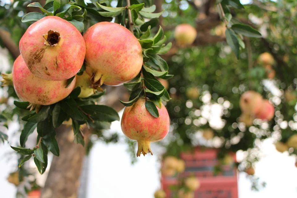 Sweet Pomegranate Tree Starter Plant - Punica granatum 'Sweet' - Live Fruit Tree - Image 1