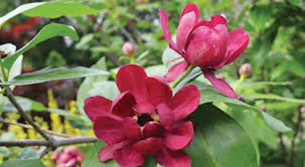 Sweet Shrub Live Plant 6-12" Calycanthus floridus Carolina Allspice Quart Pot - Image 1