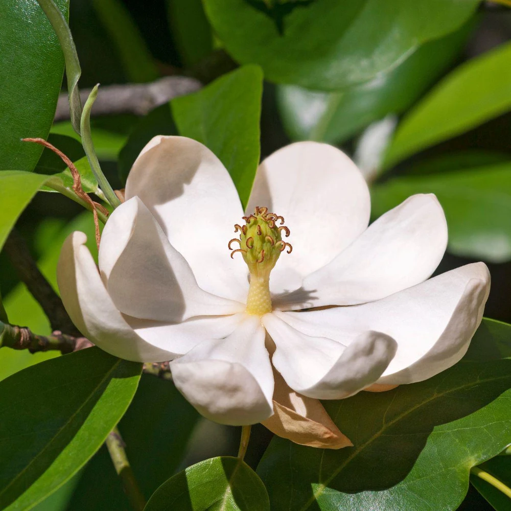 Sweetbay Magnolia Tree Live Plant, 12-24" Tall, Quart Pot, Fragrant Flowers - Image 1