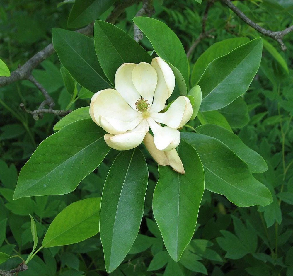 Sweetbay Magnolia Tree Live Plant - 3 Quart Pot Starter, 12-24" Tall - Image 3