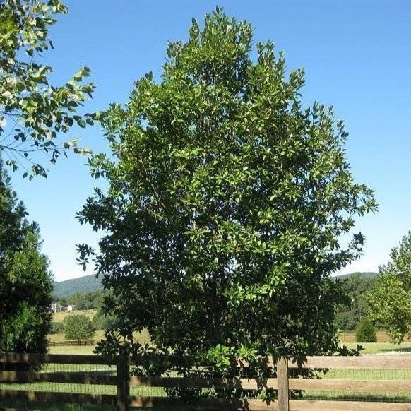Sweetbay Magnolia Tree Live Plant - 3 Quart Pot Starter, 12-24" Tall - Image 4