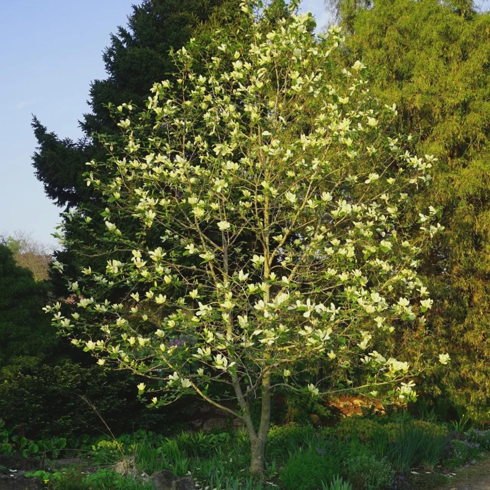 Sweetbay Magnolia Tree Live Plant - 3 Quart Pot Starter, 12-24" Tall - Image 6
