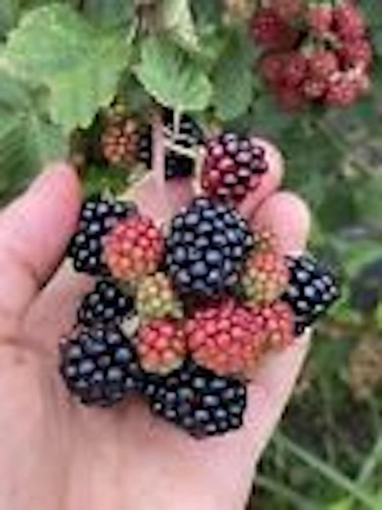 Sweetie Pie Blackberry Plant – Bare Root Perennial Fruit Bush – Outdoor - Image 1