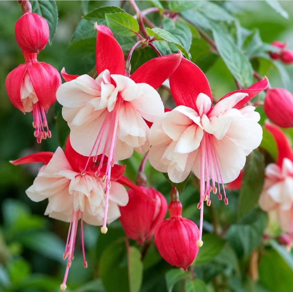 Swingtime Fuchsia Live Plant – Red & White Flowers – 4-6 inch Tall – 6 Inch Pot - Image 3