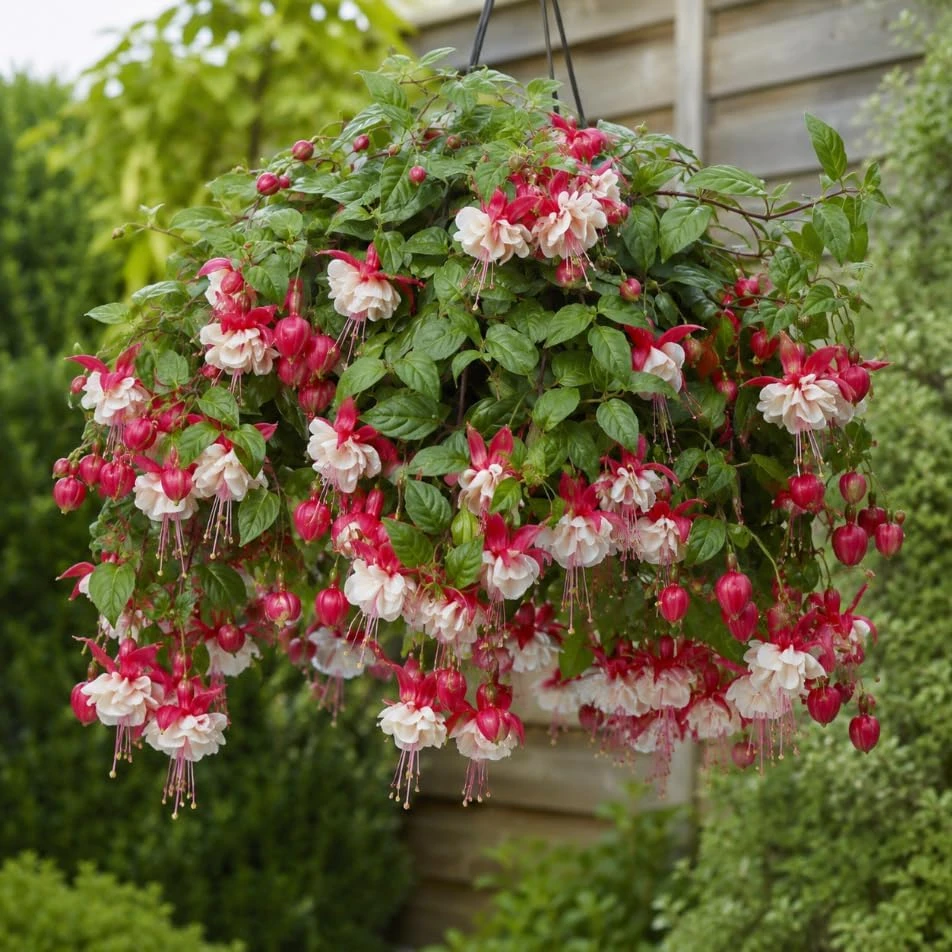 Swingtime Fuchsia Live Plant – Red & White Flowers – 4-6 inch Tall – 6 Inch Pot - Image 5